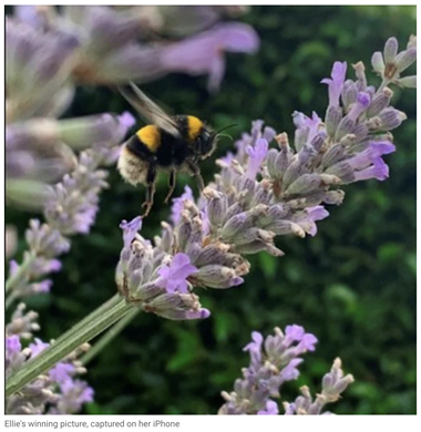 Ellie wins £100 in photography competition with iPhone shot of bee